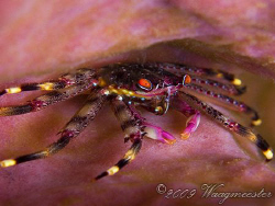 Red eyed crab in a barrel sponge - Gili Lawa Laut, Komodo... by Marco Waagmeester 
